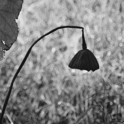 Autumn Trembling
