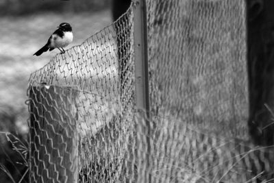 Bird on a Wire