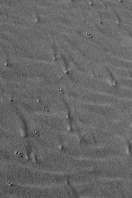 Footprints in the Sand