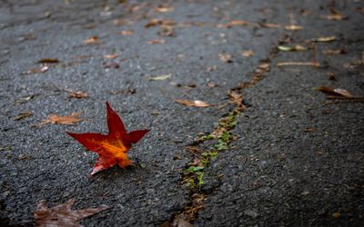 .Maple Leaf*Credit*