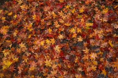 Autumn Leaves