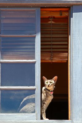 Curious Cat