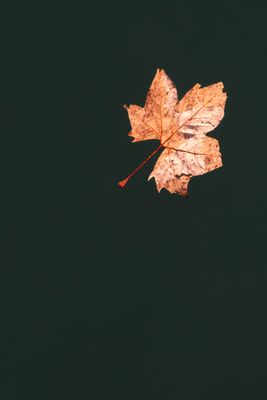 Floating in Autumn