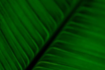Green Leaf
