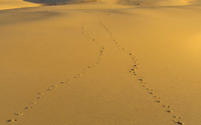 Lizard Trails*Credit*