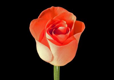 Rose Delight