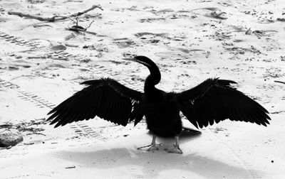 Showing of Wings