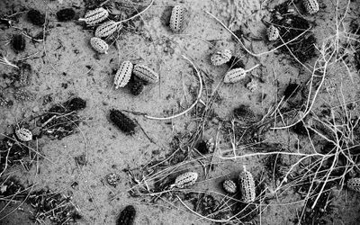 Desert Seeds