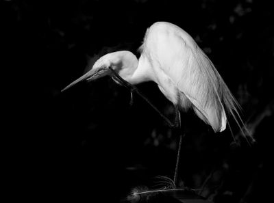Egret Preening*Merit*