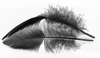 Feather