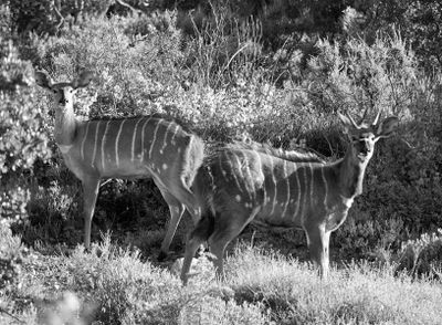 Kudu, Safari no2