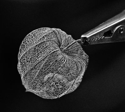 Seed Pod