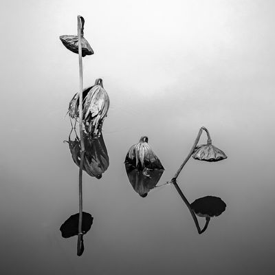 Withered