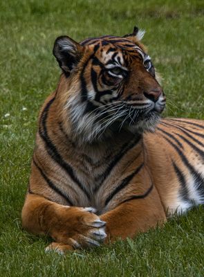 .Restful Tiger