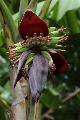 Banana Flower