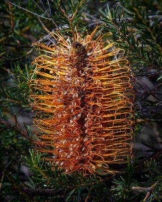 Banksia*Credit*