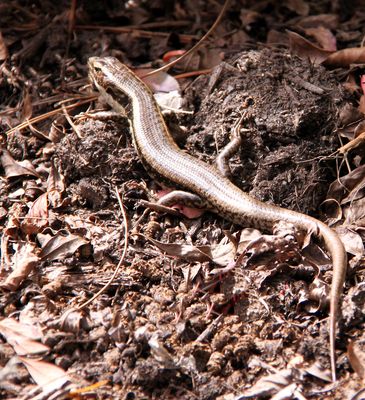Lizard in Garden