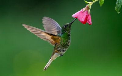 Buff Tailed Coronet*Merit*