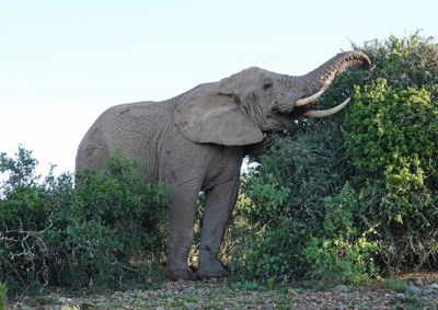 Elephant, Safari no1