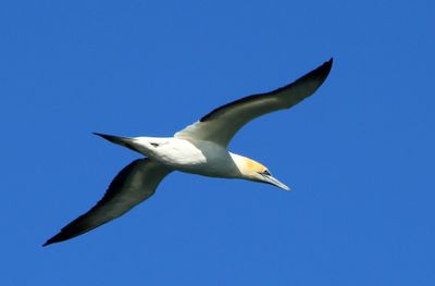 Gannet in Flight