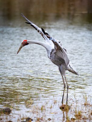 Grus Rubicunda