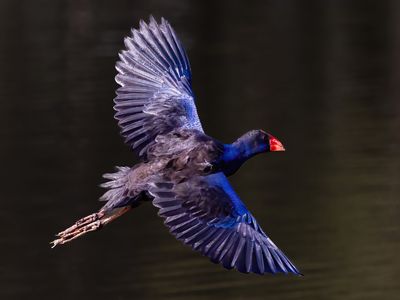 In Flight*Credit*