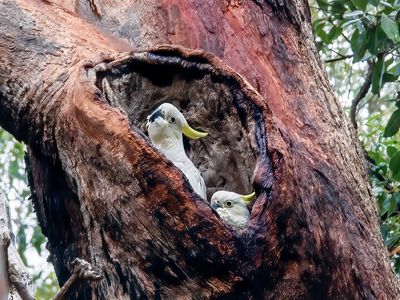 Nesting Time