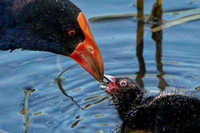 Purple Swamp Hen Feeding Young