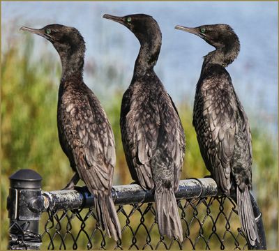 Sitting on the Fence*Credit*