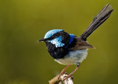 Superb Fairy Wren on a Branch*Credit*