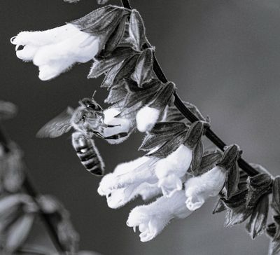 BW Bee Blossom*Merit*