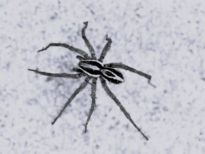 Spider*Credit*