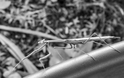 Stick Insect