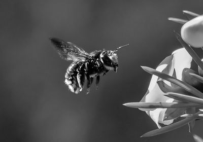 Carpenter Bee*Credit*