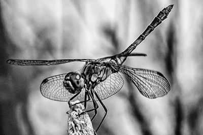 Dragonfly*Credit*