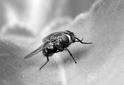 Fly*Merit*