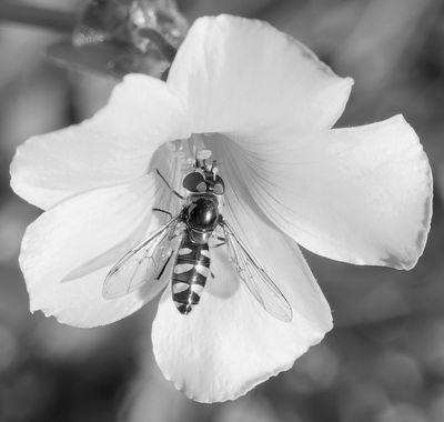 Hover Fly Eating*Merit*