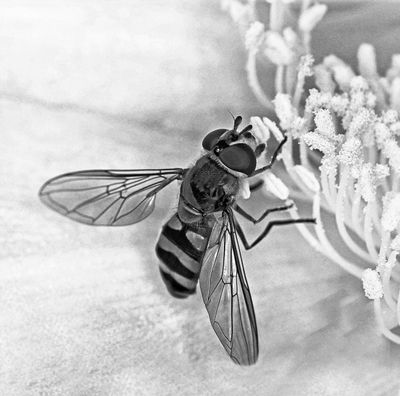 Hoverfly*Merit*