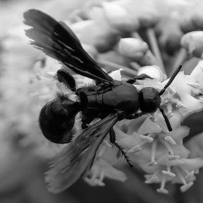 Insect Unknown*Merit*