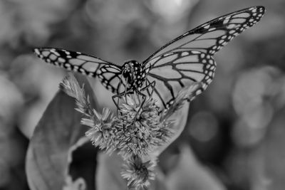 Lacewing Butterfly Feeding BW