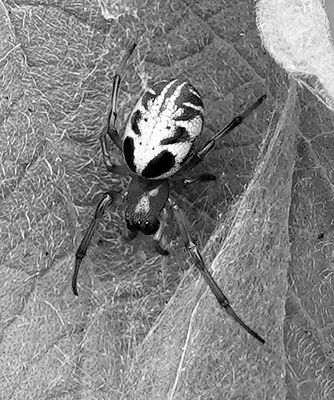 Leaf Curling Spider*Credit*
