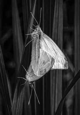 Mating Butterflies*Credit*
