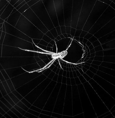 Spider in Web*Credit*
