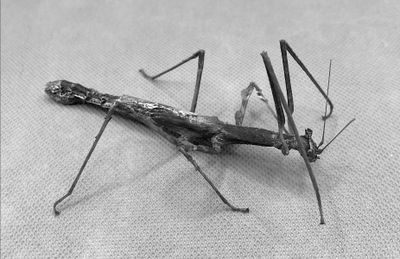 Stick Insect