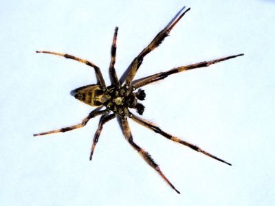 .Colourful Spider*Credit*