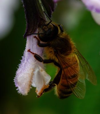 Bee Blossom 1