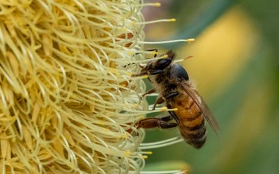 Bee Collecting Pollen*Merit*