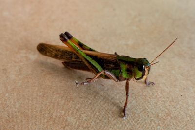 Green Cricket*Credit*