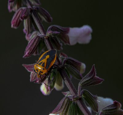 Metallic Jewel Bug*Merit*