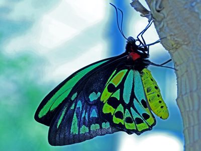 Birdwing Hanging On*Credit*